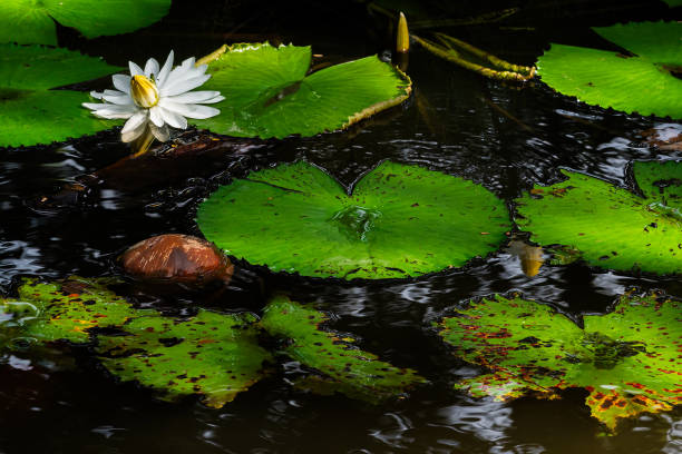 White lotus flower in the stream, Chiang Mai Province.