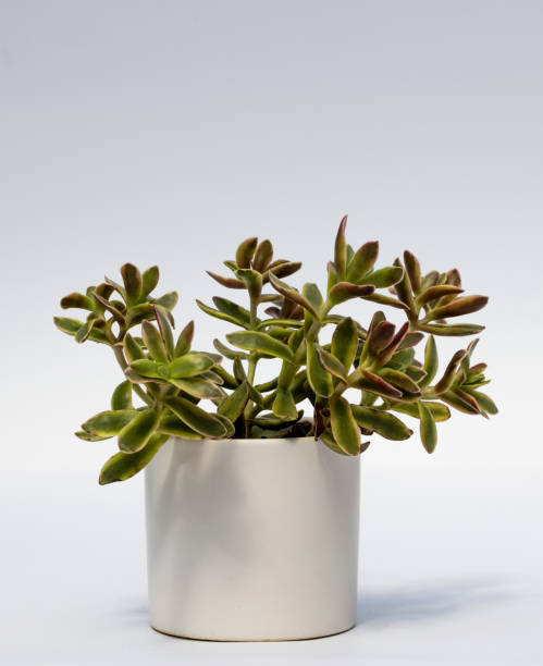 istock Indoor plant in a flower pot on a white background. 1690992550