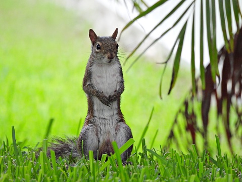 Gray Squirrel with paws together