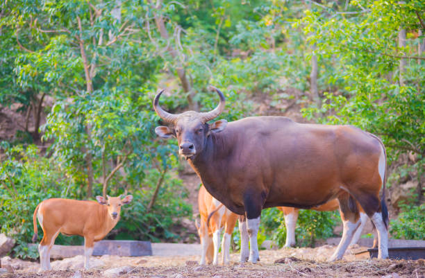 istock Rare wild animals raised in open zoos in their natural environment. 1690994112