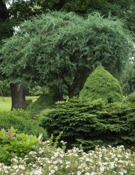 istock View of evergreens trees in garden 1690996389