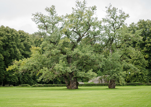 Two huge old trees with thick trunks on the green lawn of the park.