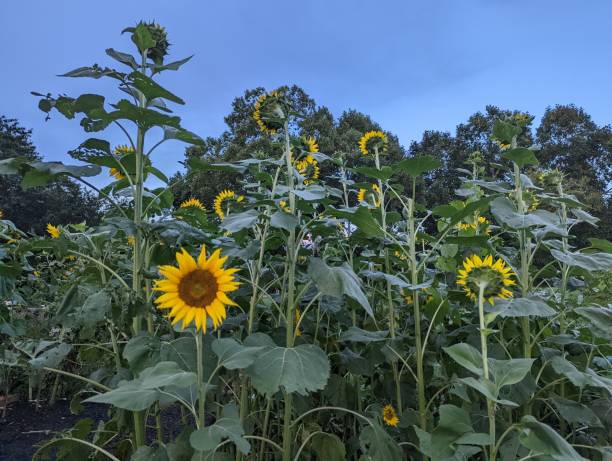 istock Against all Sunflowers 1691000201
