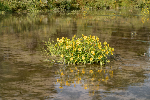 yellow sunflowers on a sandbar - Dismal River at Nebraska National Forest in late summer scenery