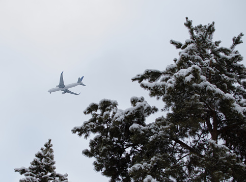 plane in the sky, pine branches