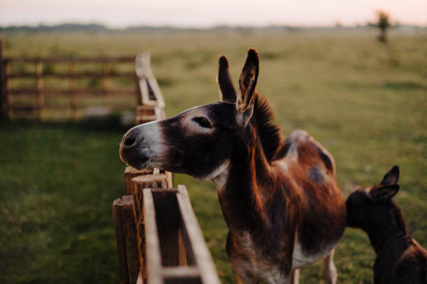 child gives whole carrot to donkey in enclosure on farm. agritourism