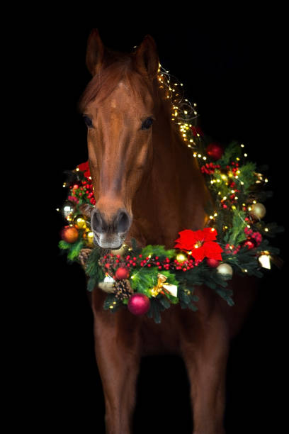 istock Horse in christmas decor 1691021922