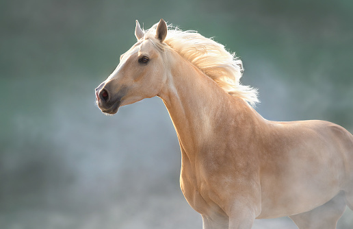 White horse wearing a black bridle looking over its back