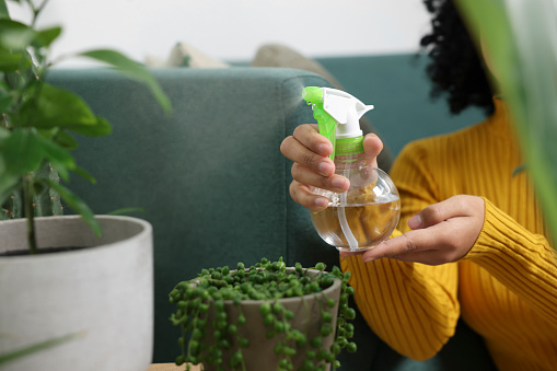 Woman spraying beautiful potted houseplant with water indoors, closeup