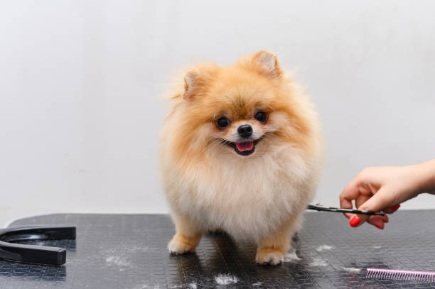 istock Grooming dogs Spitz Pomeranian in the cabin. 1691031441