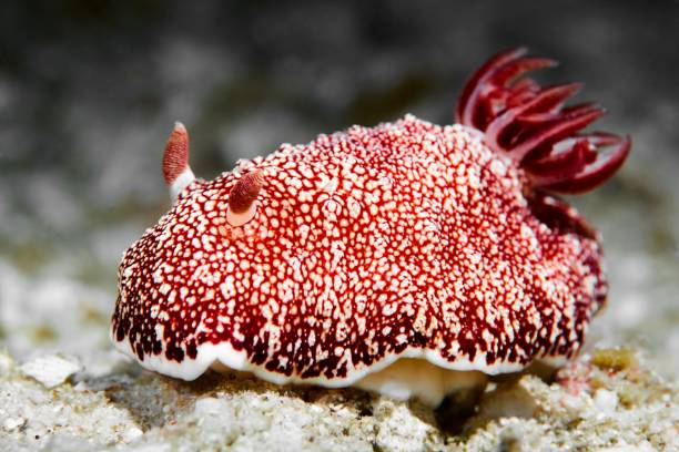 istock a red and white sea slug on a sandy beach surface 1691033139