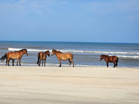 Outerbanks Wild Horses
