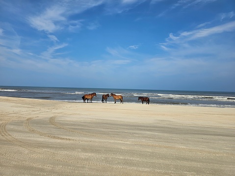 Outerbanks Wild Horses