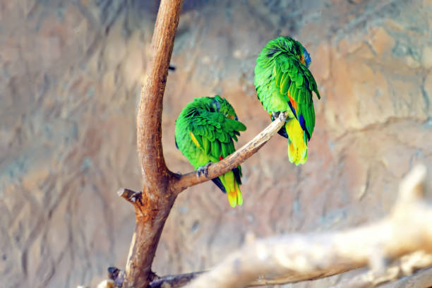 istock Two green parrots synchronously brush the feathers on their backs 1691045711