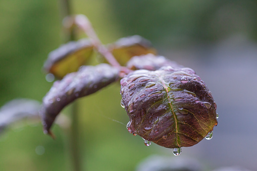 drops of water on the leaves of my roses after rain.Drops of water on rose leaves after rain. Dark nature background.