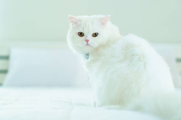 istock Lovely little white cat portrait. 1691057422