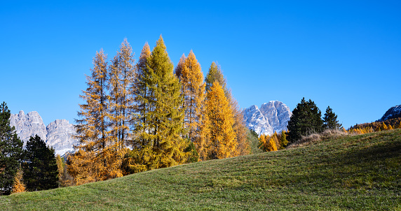 Larch forests with the orange colors of autumn in the Belluno Dolomites in Cortina d'Ampezzo, Veneto, Italy, Europe. In the background the characteristic peaks of Monte Crystal, a popular destination for climbing, trekking, cycling and snowshoeing in winter.