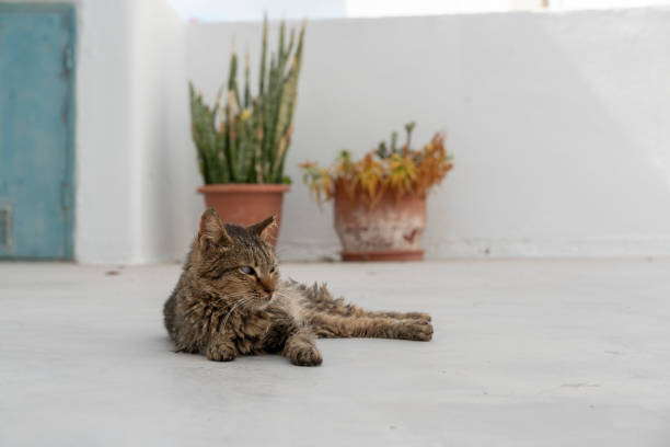 portrait photo of handsome cat - animal cute exhaustion technology imagens e fotografias de stock