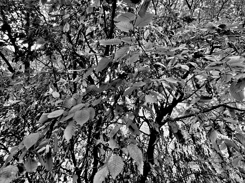 Chrome image of being in the tree view out and through tree leaves. Black and white image nature outdoors