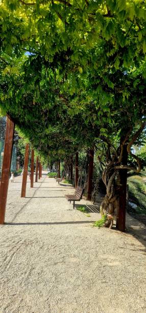 istock Benches Under A Canopy of Green 1691063865