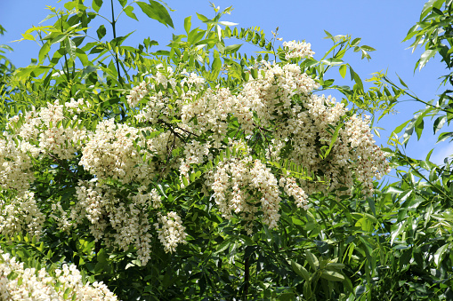 In the spring, white acacia (Robinia pseudoacacia) blossoms in the wild
