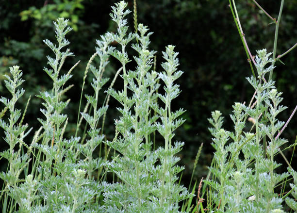 istock Bitter wormwood (Artemisia absinthium) bush grows in nature 1691065844