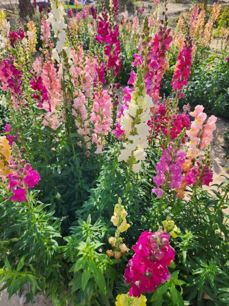 istock Sunday Morning at the Flower Farm 1691066151