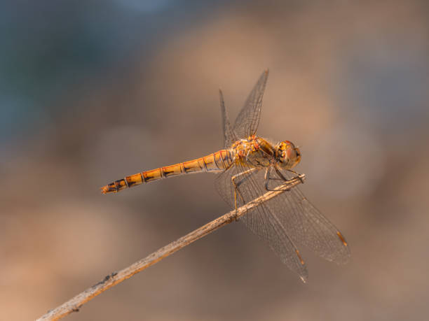 istock Close-up of a yellow dragonfly from the side. 1691066639