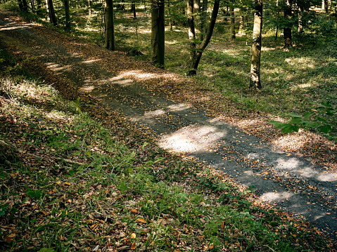 Yellow leaves falling from the trees and the green texture of the forest coexist on a road in autumn.