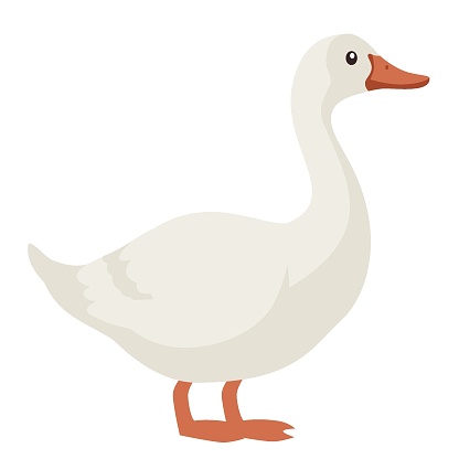 Flat vector illustration. Farm animals, cute goose on white background