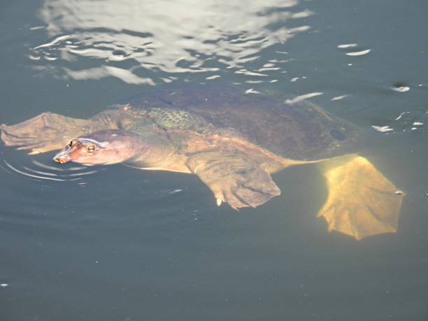 istock Florida Softshell Turtle (Apalone ferox) - swimming in a lake 1691076654