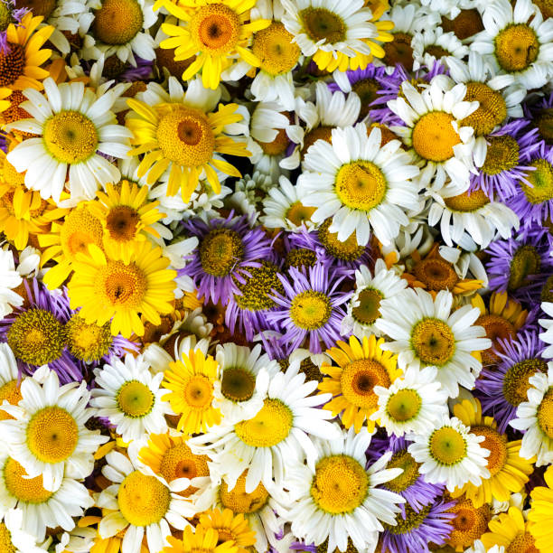 istock Multicolored white, yellow, violet and purple daisies flowers background 1691080537