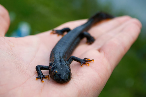 Northern crested newt, great crested newt or warty newt (Triturus cristatus) is a newt species native to Great Britain, northern and central continental Europe and parts of Western Siberia. Photo taken during ecological and environmental field survey in Shropshire, United Kingdom.