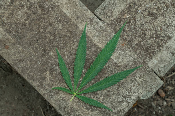 Diseased leaf of green marijuana big flower in greenhouse stock photo
