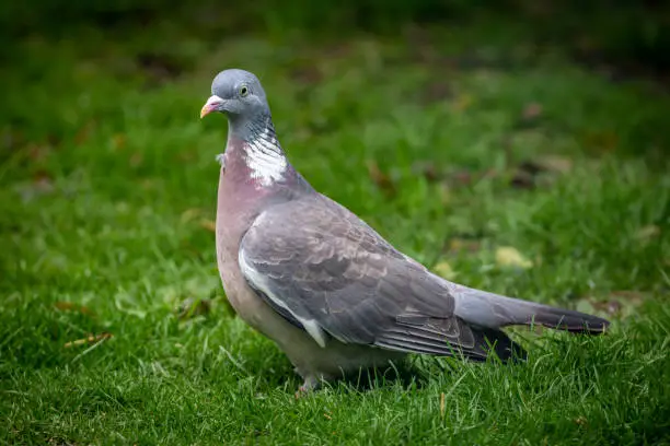 Photo of A columba palumbus, commonly known as a wood pigeon, standing on a garden lawn