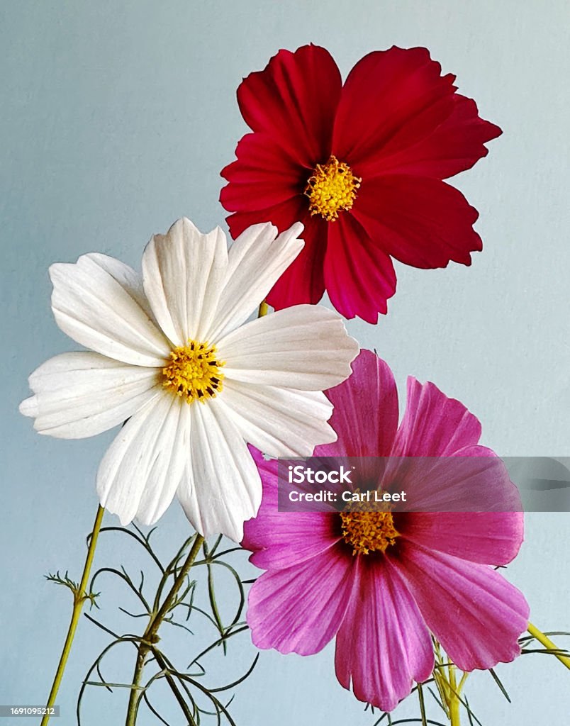 Cosmos flowers showing off Three cosmos flowers, red, pink and whiten a complimentary background Color Image Stock Photo