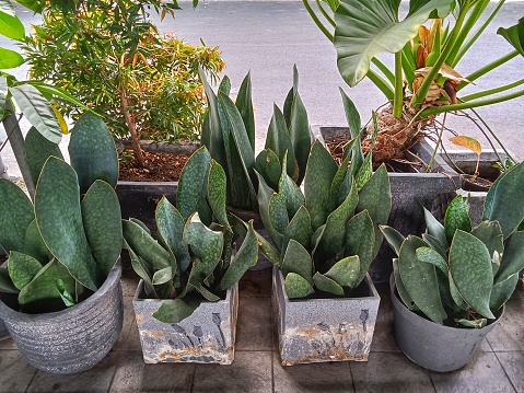 Dracaena trifasciata or sansevieria trifasciata