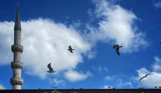 Shots of iconic Istanbul seagulls.