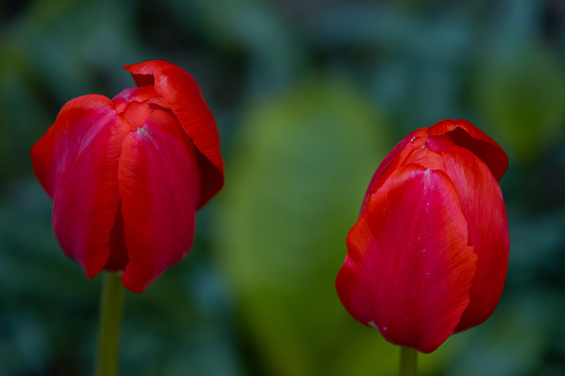 Portrait photo of the red tulipsin the garden environment