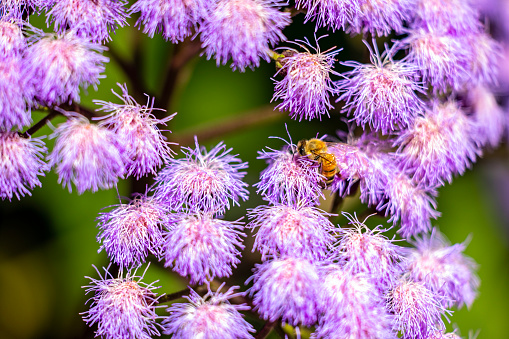 Bee pollinating Ageratum, beautiful purple, fluffy tropical flowers, background with copy space, full frame horizontal composition