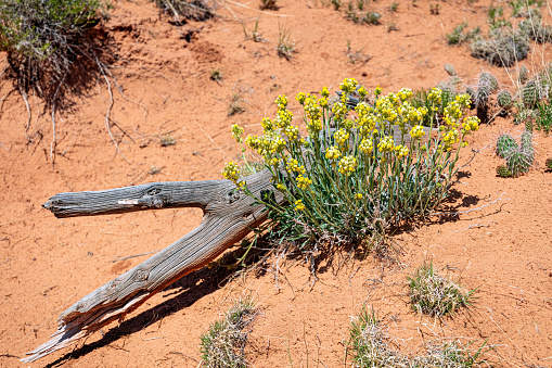 Yellow wildflower blooming in the arid, desert red soil of Utah in spring.