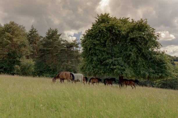 istock Herd of horses 1691119011