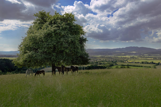 Landscape photo of horses having a rest time on the meadow