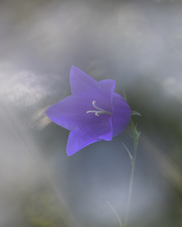Foggy photo of flower