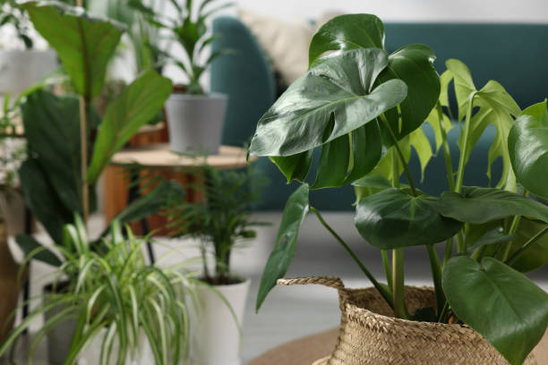 istock Beautiful monstera and another houseplants indoors. Space for text 1691134707