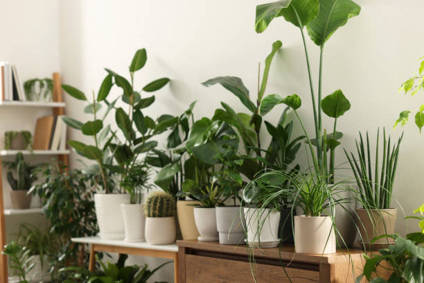 istock Many different potted houseplants near white wall indoors 1691135242