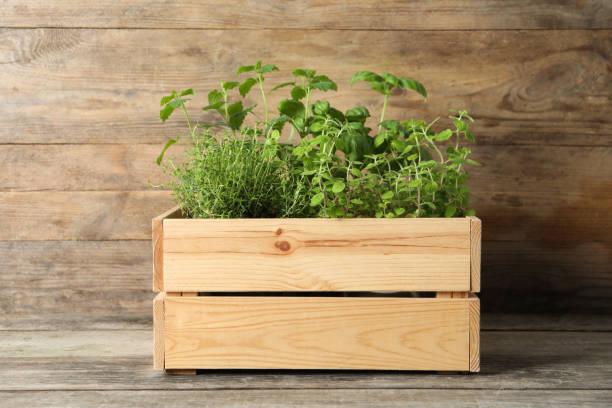 istock Crate with different aromatic herbs on wooden table 1691135249