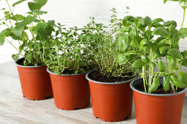 istock Different aromatic potted herbs on light wooden table, closeup 1691135276