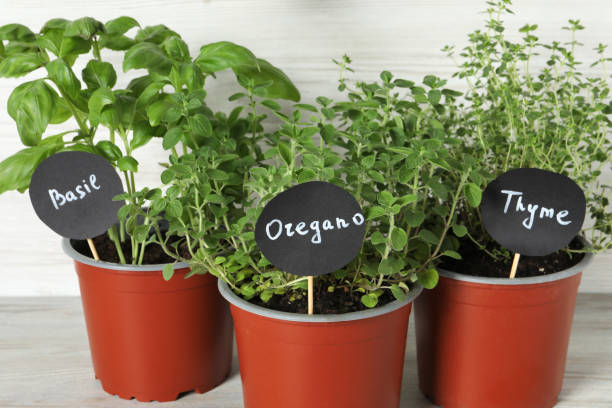 istock Different aromatic potted herbs on light wooden table, closeup 1691135281