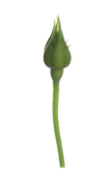 istock One beautiful rose bud isolated on white 1691135813